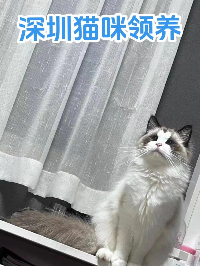 标题：领养的布偶猫因病去世，分期购买的猫咪用品却不能停，宠物分期领养，我是不是踩坑了？