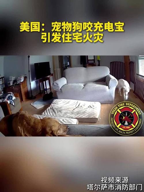 标题：软垫被引燃！美国宠物狗咬充电宝引发住宅火灾